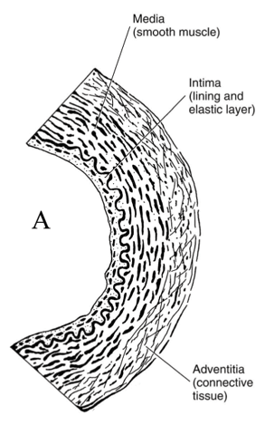 Artery Micro-Structure