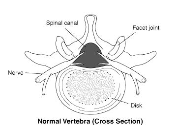 Normal spinal canal